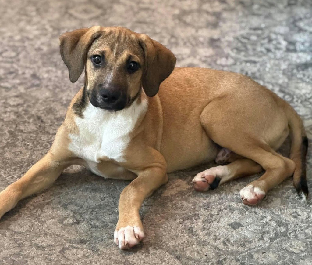 Wally, Labrador Retriever