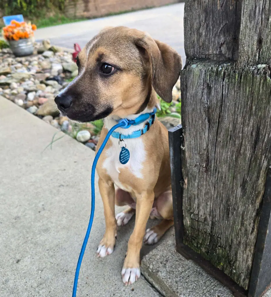 Wally - Labrador Retriever