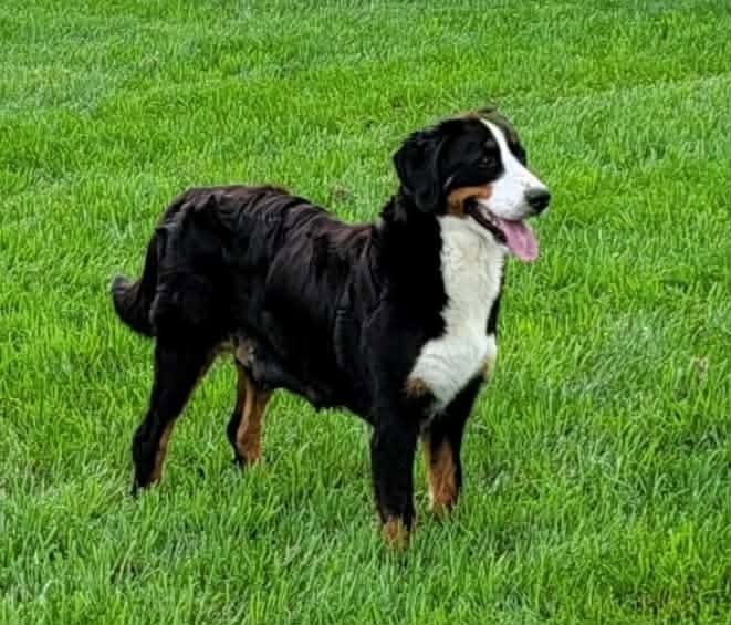 Laney, Bernese Mountain Dog