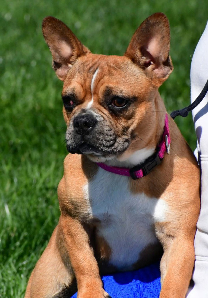 Debbie, French Bulldog