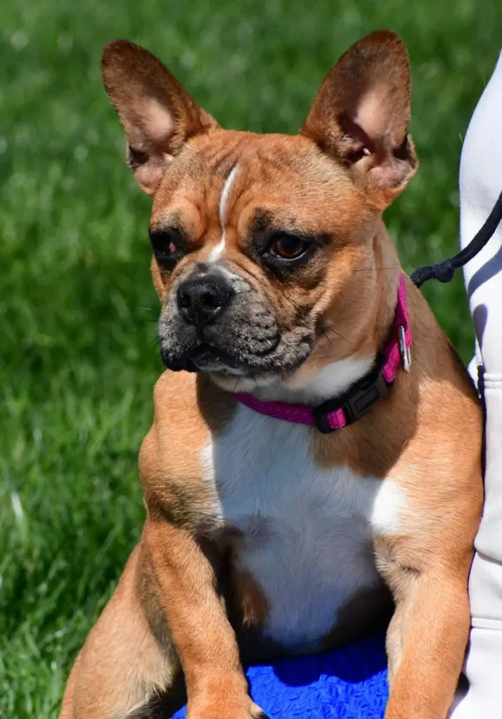 Debbie - French Bulldog