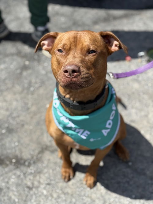 picture of the dog needing adoption