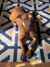 adoptable Dog in  named Laszlo