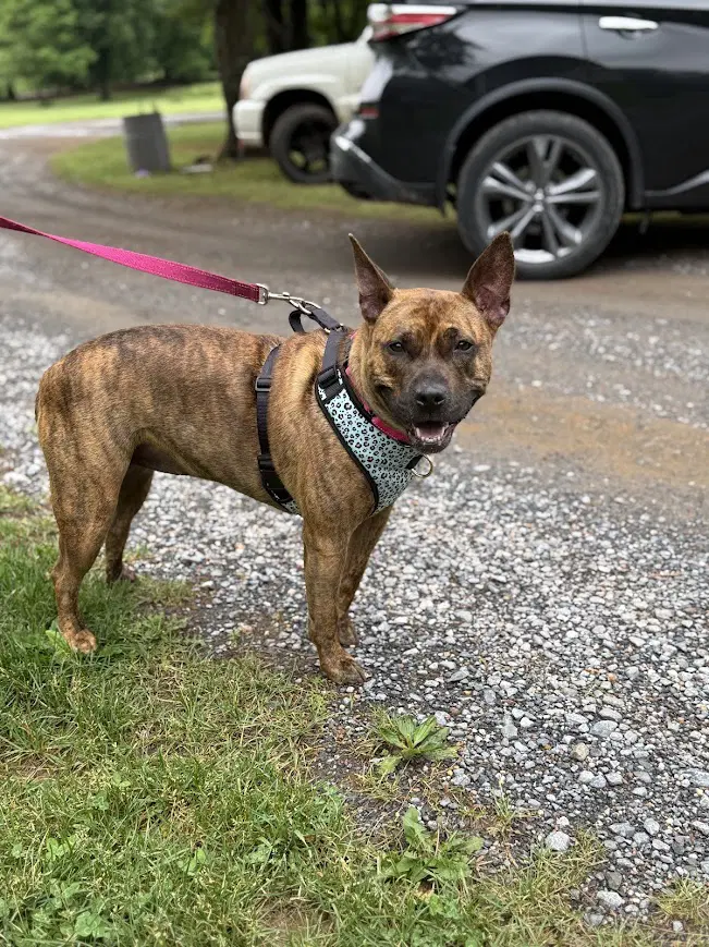 Lilith - Pit bull