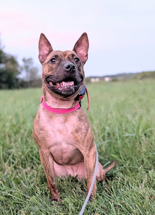 picture of the dog needing adoption