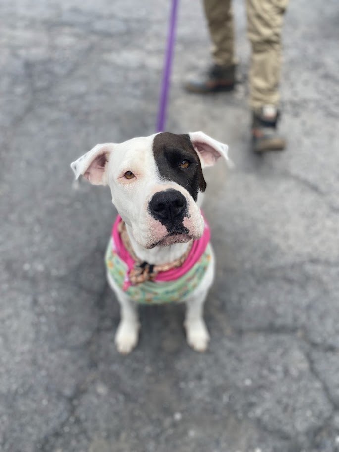 adoptable Dog in Shermans Dale, PA named Steffie