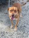 adoptable Dog in shermans dale, PA named Sinclair