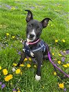 adoptable Dog in shermans dale, PA named Zara
