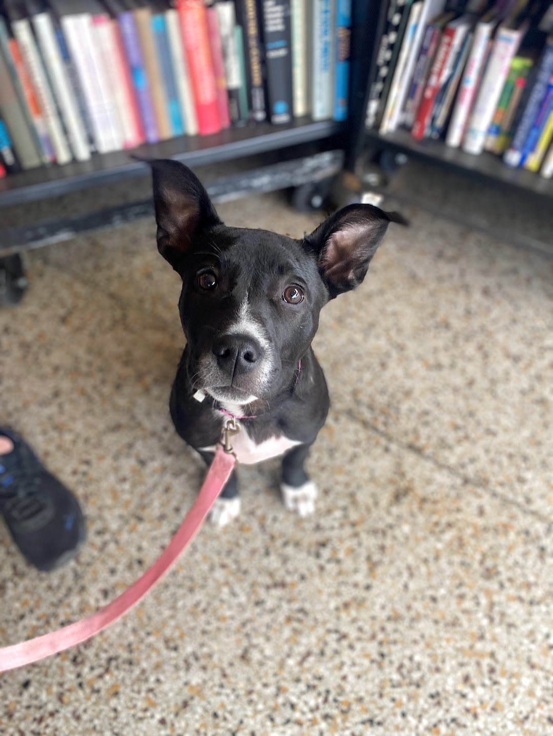 adoptable Dog in Shermans Dale, PA named Zara