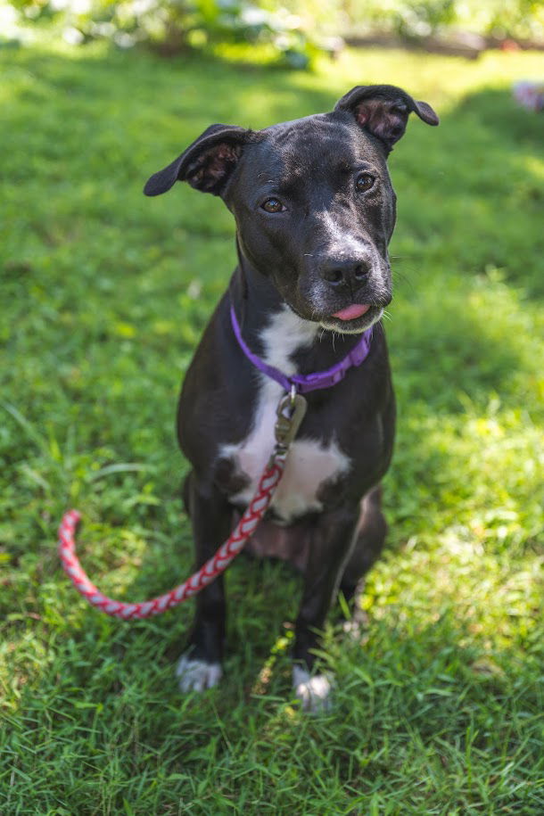 adoptable Dog in Shermans Dale, PA named Zara