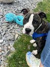 adoptable Dog in shermans dale, PA named Pixel