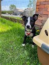 adoptable Dog in shermans dale, PA named Bindi