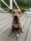 adoptable Dog in shermans dale, PA named Marvel