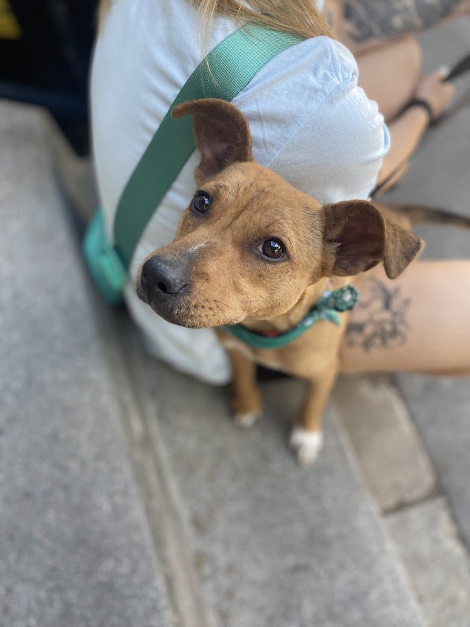 adoptable Dog in Shermans Dale, PA named Marvel
