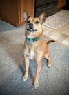Lucy - Photo 13