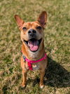 Lucy - Photo 2