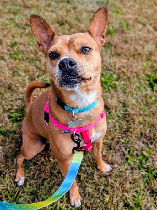 picture of the dog needing adoption