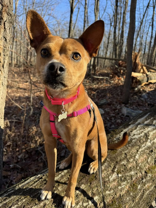 picture of the dog needing adoption