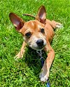 adoptable Dog in shermans dale, PA named Las Vegas