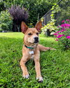 Lucy - Photo 18