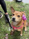 Lucy - Photo 19