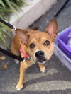 Lucy - Photo 11