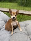 adoptable Dog in shermans dale, PA named Canela