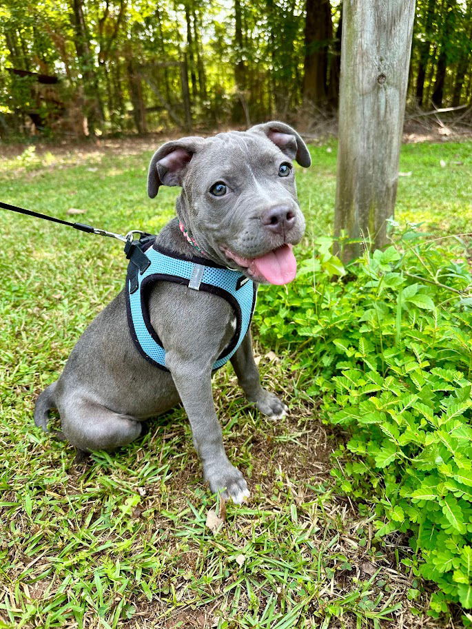 adoptable Dog in Shermans Dale, PA named Blueberry