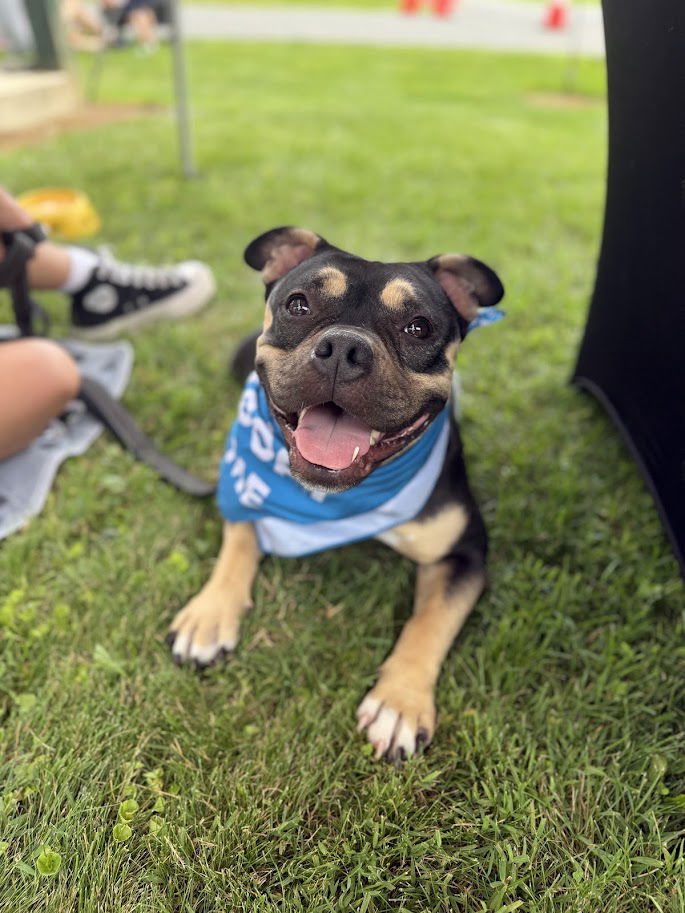 adoptable Dog in Shermans Dale, PA named Emi