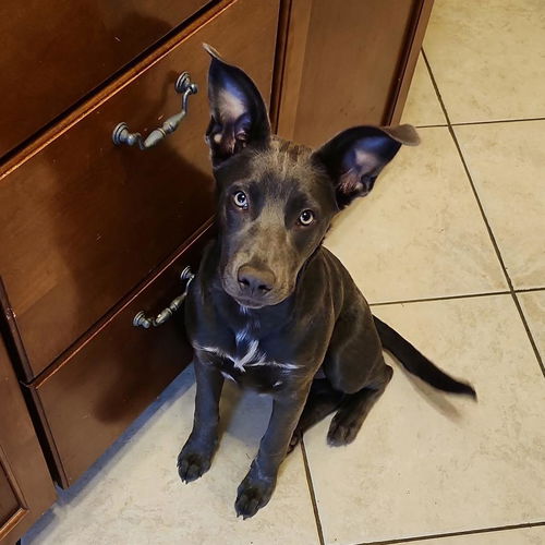 picture of the dog needing adoption