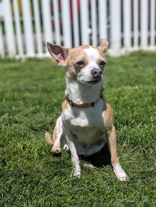 picture of the dog needing adoption