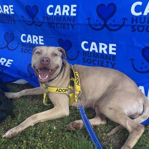 picture of the dog needing adoption