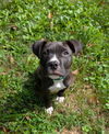 adoptable Dog in  named Noah