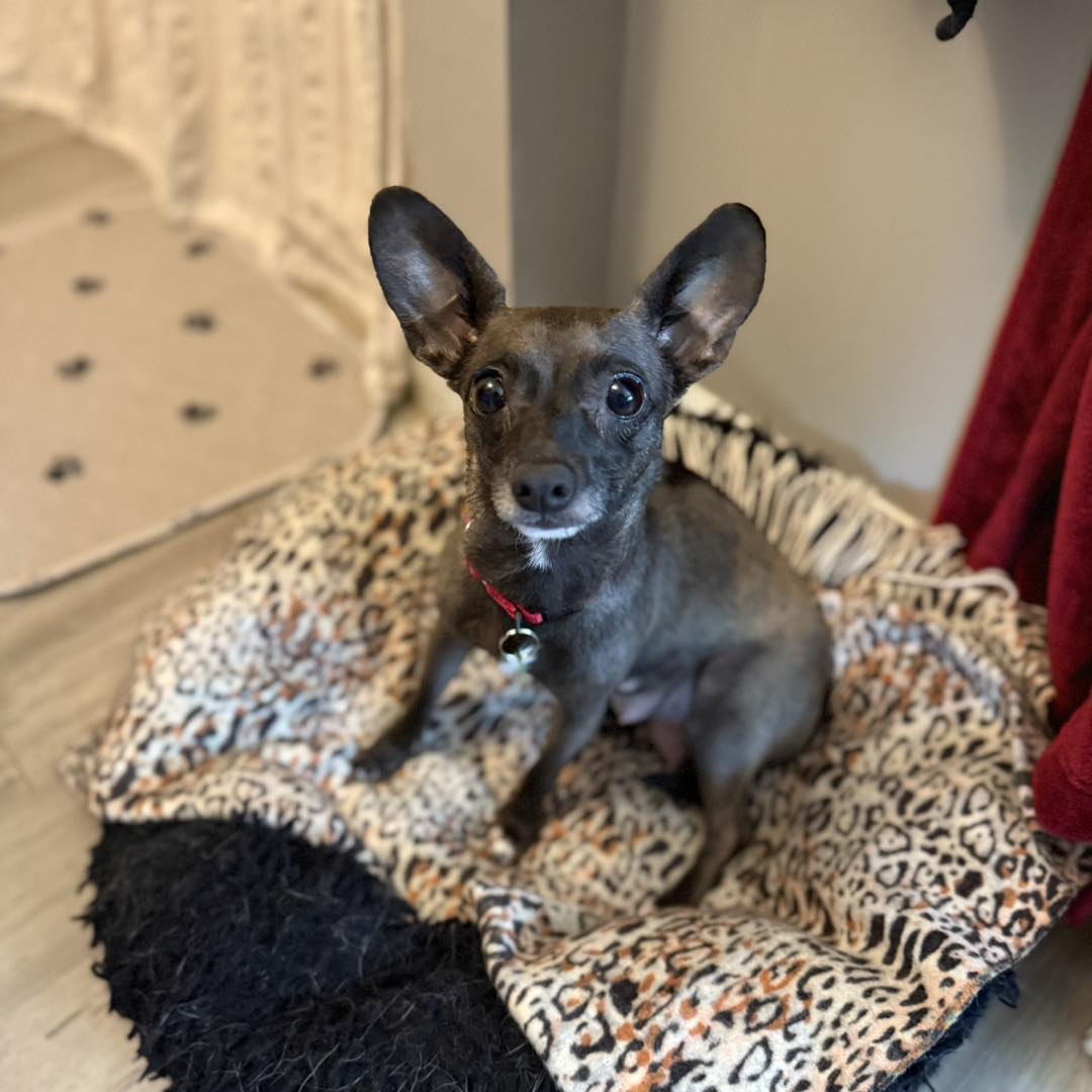 adoptable Dog in Shermans Dale, PA named Gigi