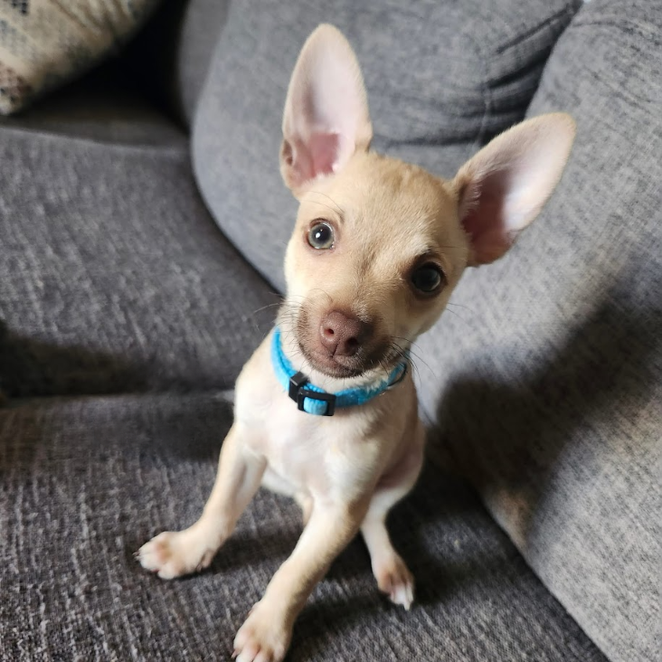 adoptable Dog in Shermans Dale, PA named Gus