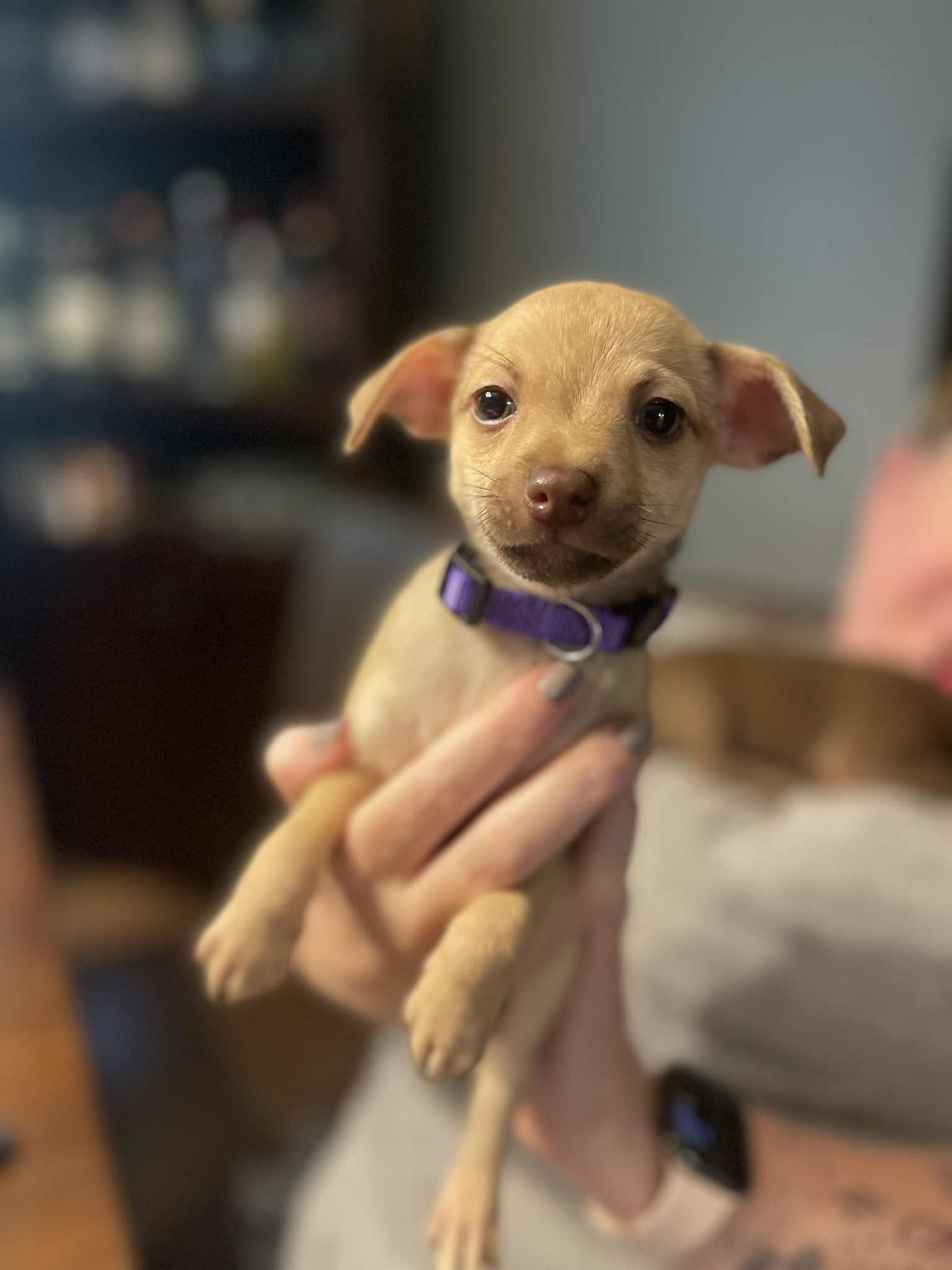 adoptable Dog in Shermans Dale, PA named Gabe
