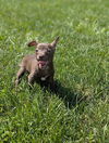 adoptable Dog in  named Giselle