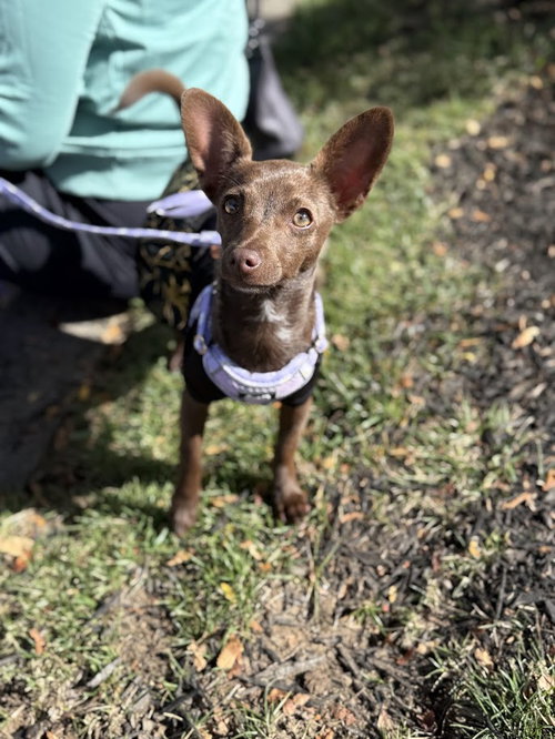 picture of the dog needing adoption