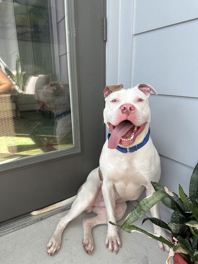 adoptable Dog in Shermans Dale, PA named Cebu