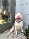 adoptable Dog in  named Cebu
