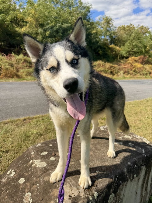 picture of the dog needing adoption
