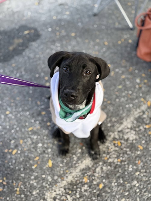 picture of the dog needing adoption