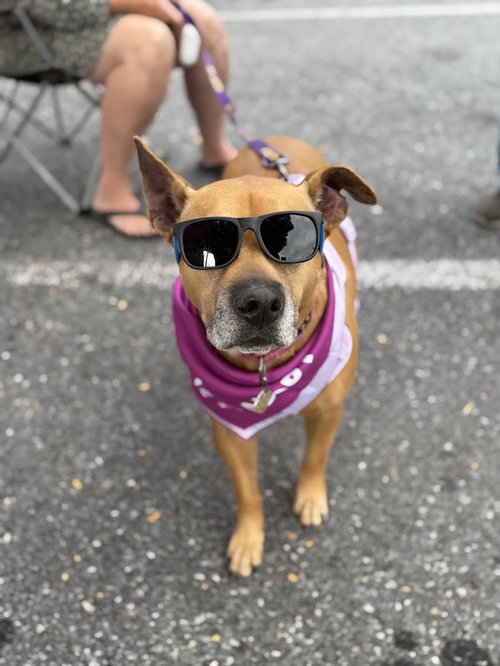 picture of the dog needing adoption
