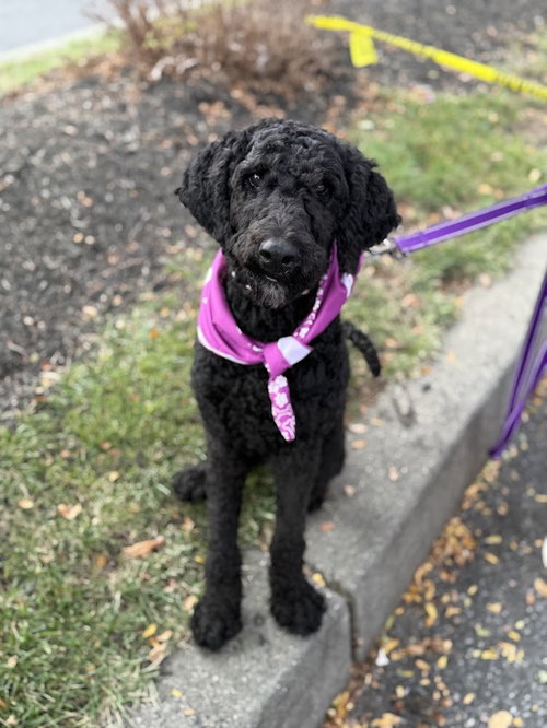picture of the dog needing adoption