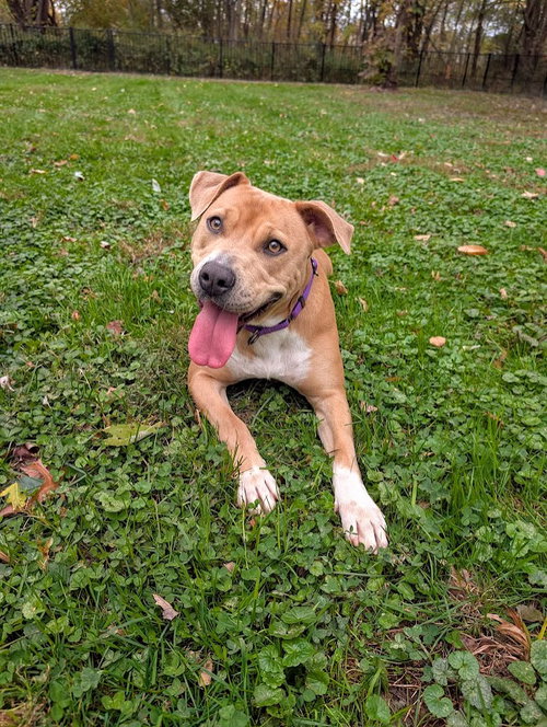 picture of the dog needing adoption