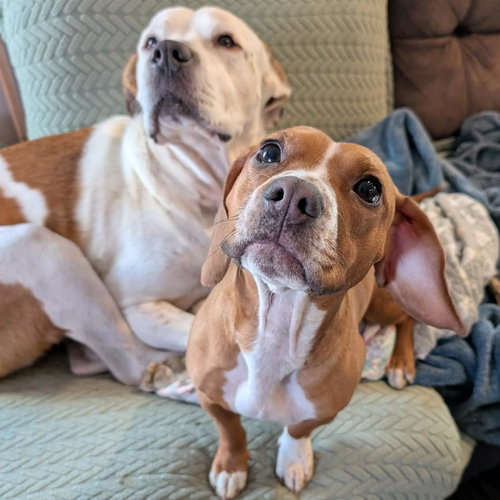 HOLLY DAE - Beagle available for adoption