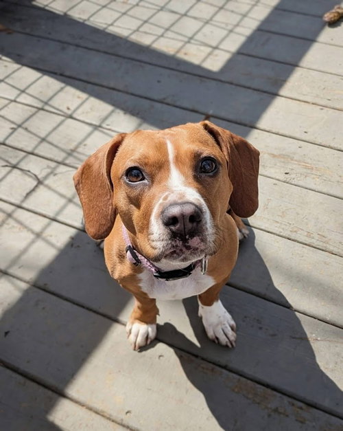 Holly Dae, an adoptable Beagle in Shermans Dale, PA
