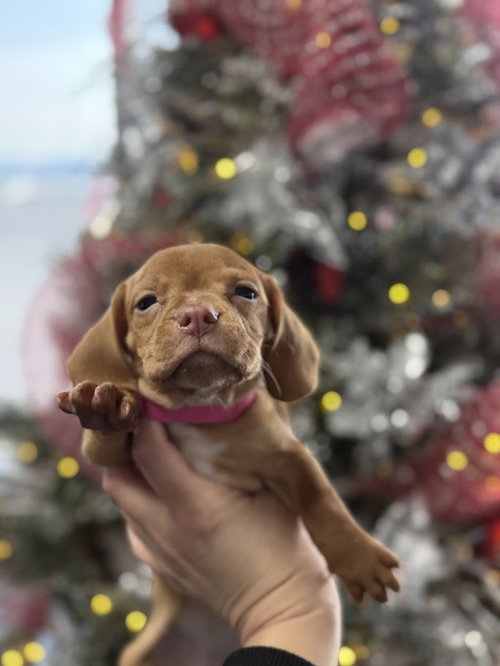 picture of the dog needing adoption