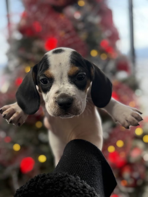 picture of the dog needing adoption