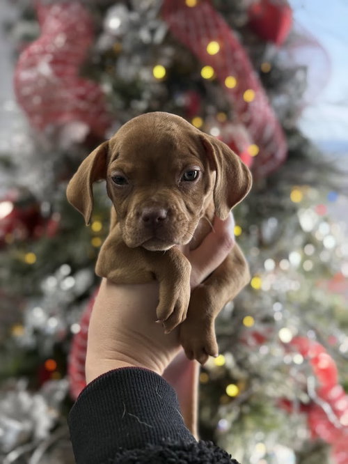 picture of the dog needing adoption